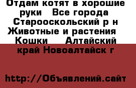 Отдам котят в хорошие руки - Все города, Старооскольский р-н Животные и растения » Кошки   . Алтайский край,Новоалтайск г.